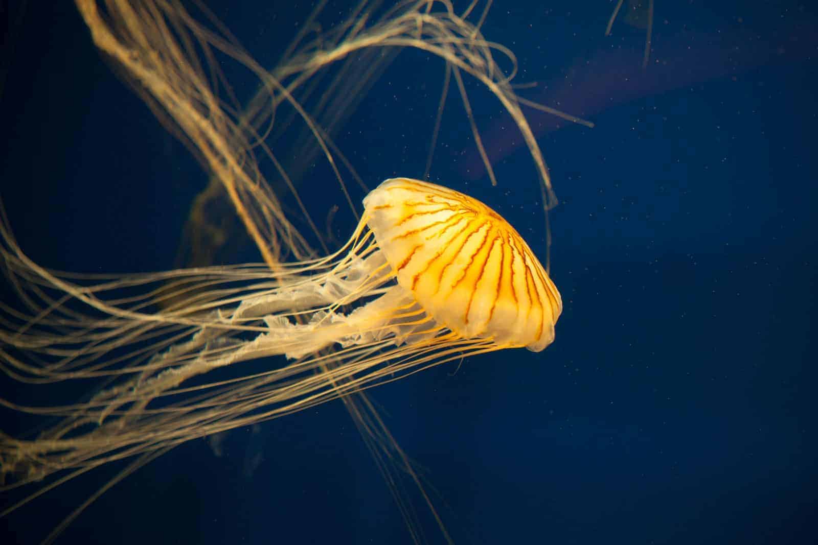 japanese sea nettle jellyfish PQ8UW2B
