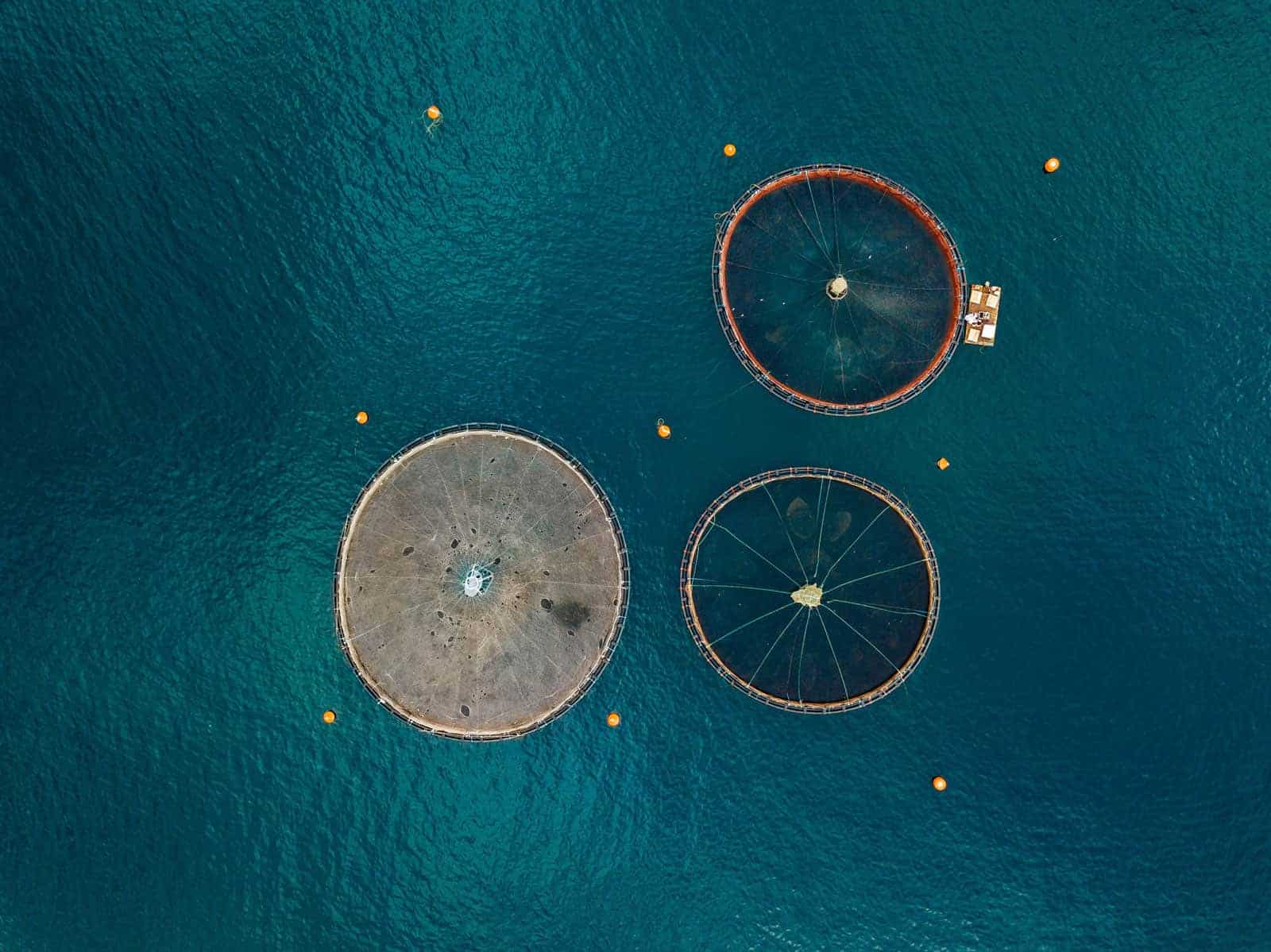 salmon fish farm with floating cages aerial view PGRUE79