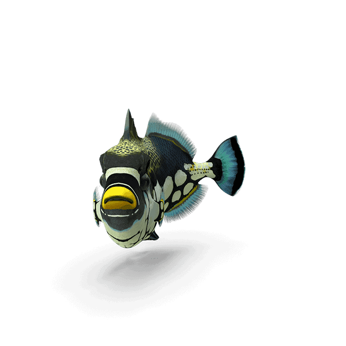 fish112